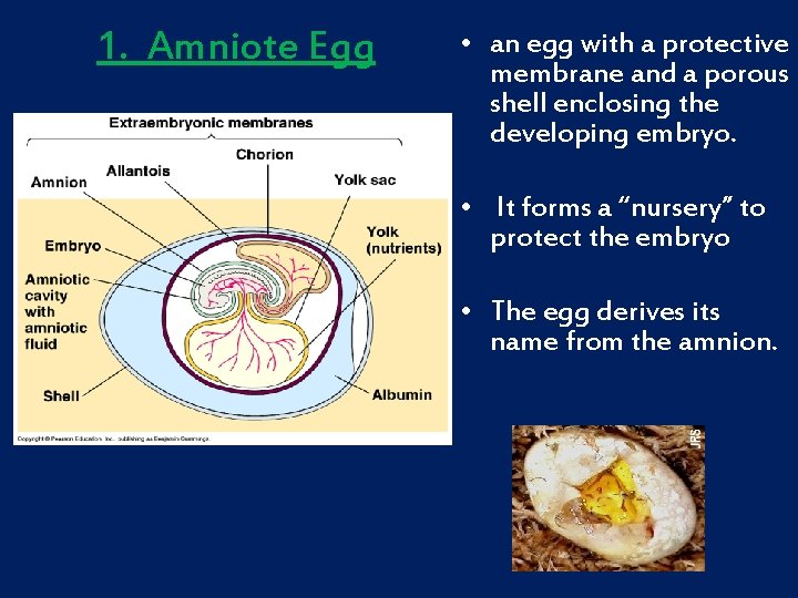 1. Amniote Egg • an egg with a protective membrane and a porous shell