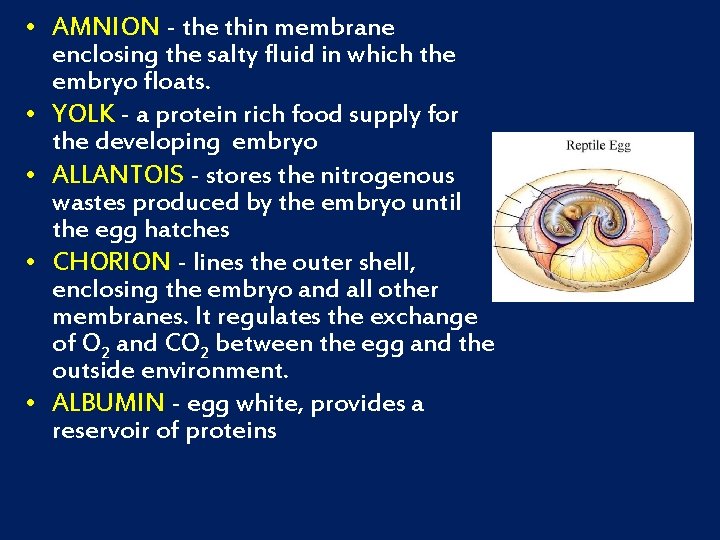  • AMNION - the thin membrane enclosing the salty fluid in which the