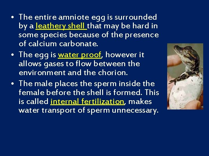  • The entire amniote egg is surrounded by a leathery shell that may