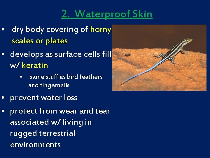 2. Waterproof Skin • dry body covering of horny scales or plates • develops