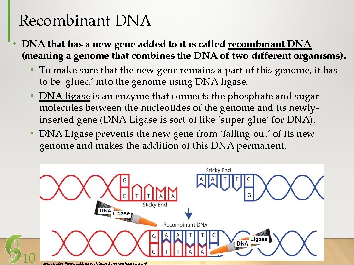 Recombinant DNA • DNA that has a new gene added to it is called