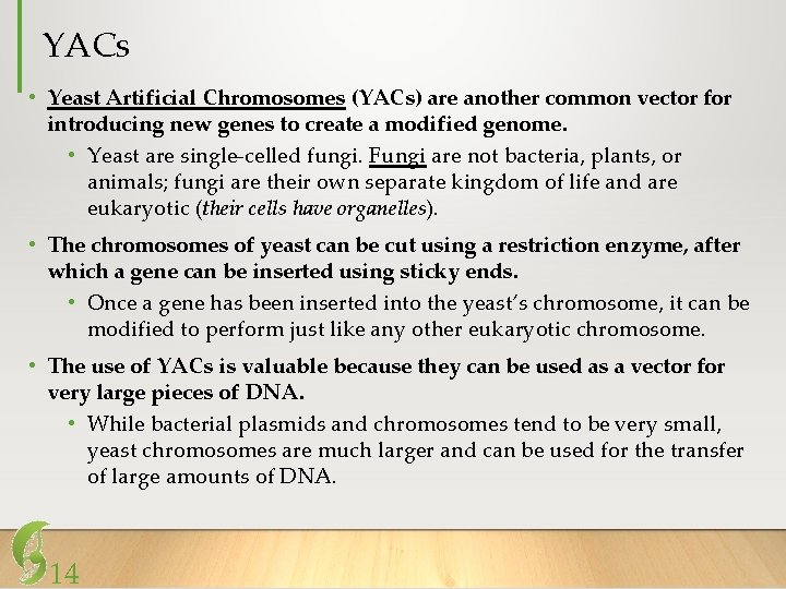 YACs • Yeast Artificial Chromosomes (YACs) are another common vector for introducing new genes