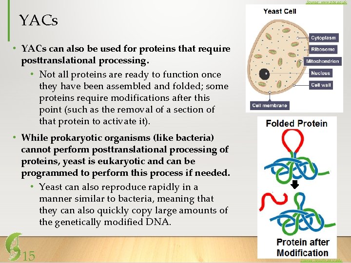 Source: www. bbc. co. uk YACs • YACs can also be used for proteins