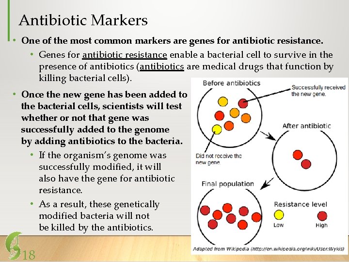 Antibiotic Markers • One of the most common markers are genes for antibiotic resistance.