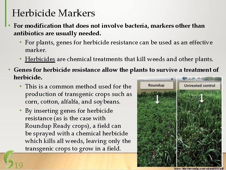 Herbicide Markers • For modification that does not involve bacteria, markers other than antibiotics