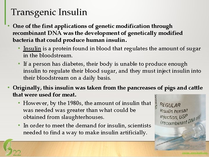 Transgenic Insulin • One of the first applications of genetic modification through recombinant DNA