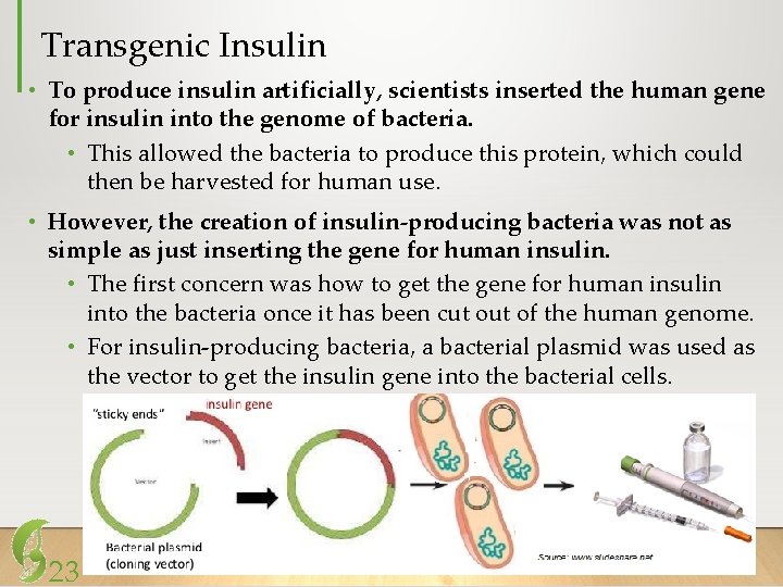Transgenic Insulin • To produce insulin artificially, scientists inserted the human gene for insulin