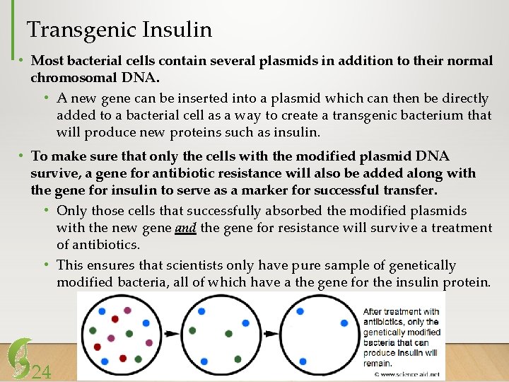 Transgenic Insulin • Most bacterial cells contain several plasmids in addition to their normal