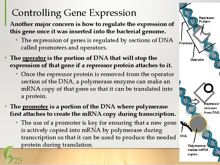 Controlling Gene Expression • Another major concern is how to regulate the expression of