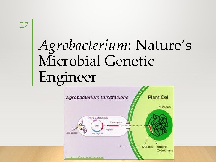 27 Agrobacterium: Nature’s Microbial Genetic Engineer Source: rasbinbasnet. blogspot. com 