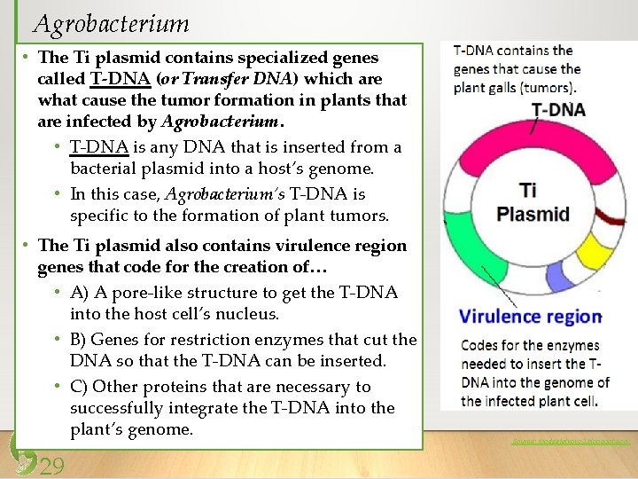 Agrobacterium • The Ti plasmid contains specialized genes called T-DNA (or Transfer DNA) which