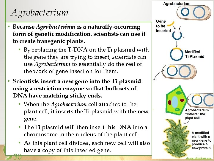 Agrobacterium • Because Agrobacterium is a naturally-occurring form of genetic modification, scientists can use