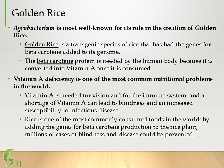 Golden Rice • Agrobacterium is most well-known for its role in the creation of