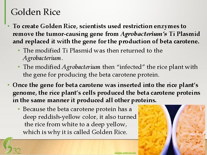 Golden Rice • To create Golden Rice, scientists used restriction enzymes to remove the