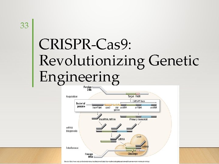 33 CRISPR-Cas 9: Revolutionizing Genetic Engineering 