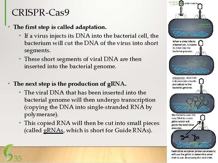 CRISPR-Cas 9 • The first step is called adaptation. • If a virus injects