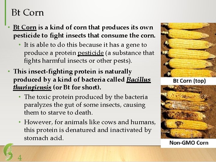 Bt Corn • Bt Corn is a kind of corn that produces its own