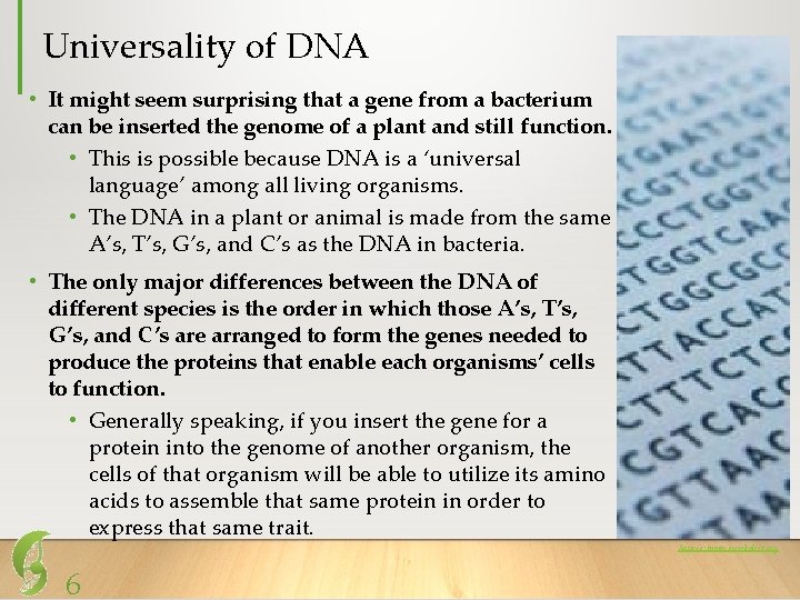 Universality of DNA • It might seem surprising that a gene from a bacterium