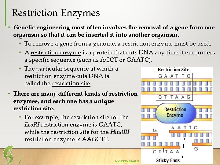 Restriction Enzymes • Genetic engineering most often involves the removal of a gene from
