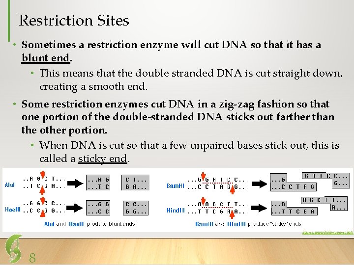 Restriction Sites • Sometimes a restriction enzyme will cut DNA so that it has