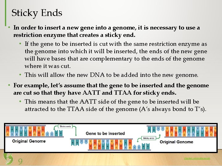 Sticky Ends • In order to insert a new gene into a genome, it