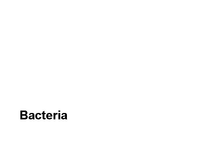 Bacteria 