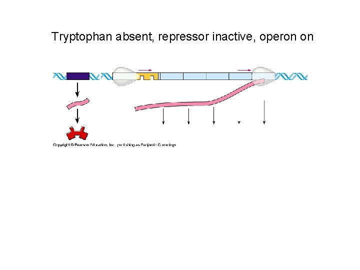 Tryptophan absent, repressor inactive, operon on 