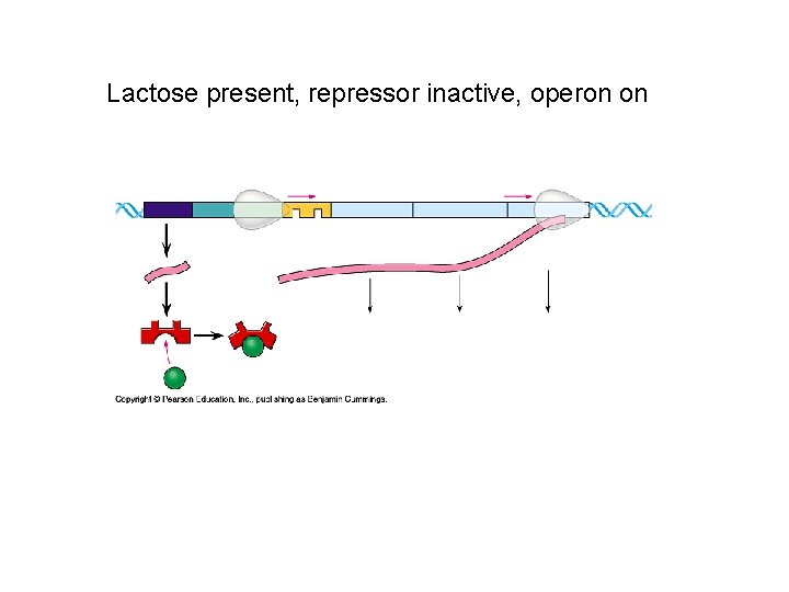 Lactose present, repressor inactive, operon on 