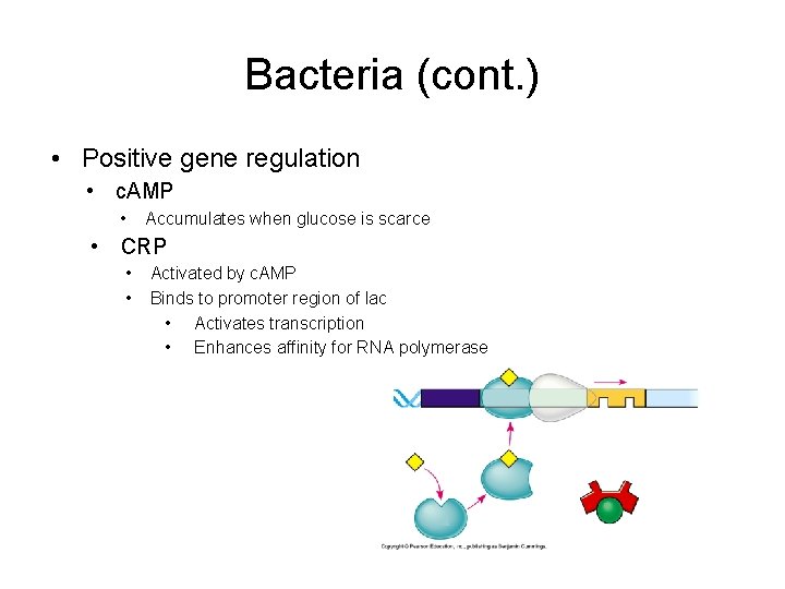 Bacteria (cont. ) • Positive gene regulation • c. AMP • Accumulates when glucose
