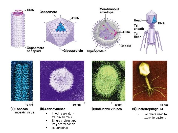  • • Infect respiratory tract in animals Single protein type Polyhedral capsid icosahedron