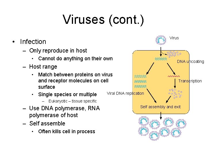 Viruses (cont. ) Virus • Infection – Only reproduce in host • Cannot do