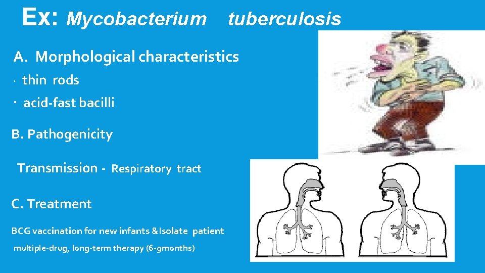 Ex: Mycobacterium tuberculosis A. Morphological characteristics thin rods acid-fast bacilli B. Pathogenicity Transmission -