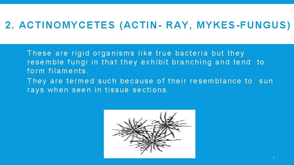 2. ACTINOMYCETES (ACTIN- RAY, MYKES-FUNGUS) These are rigid organisms like true bacteria but they