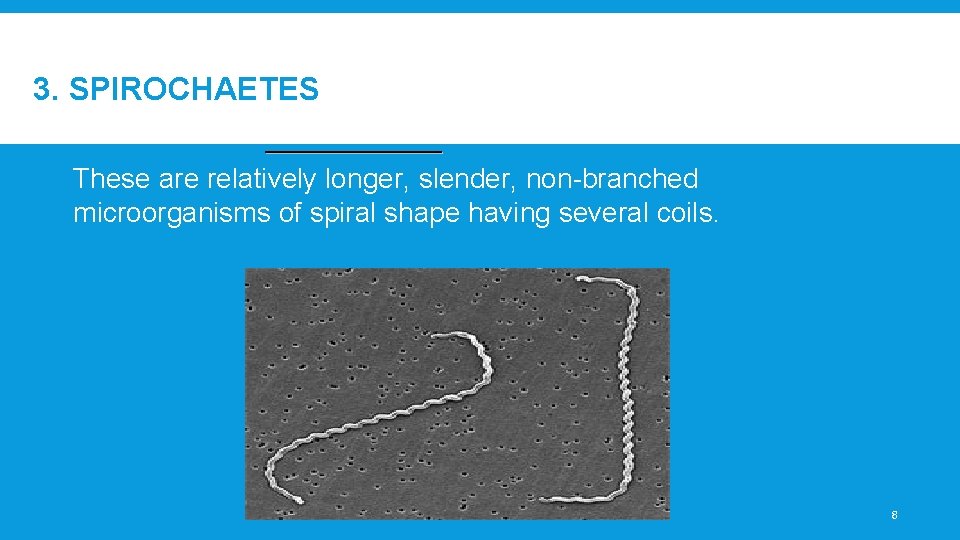 3. SPIROCHAETES These are relatively longer, slender, non-branched microorganisms of spiral shape having several