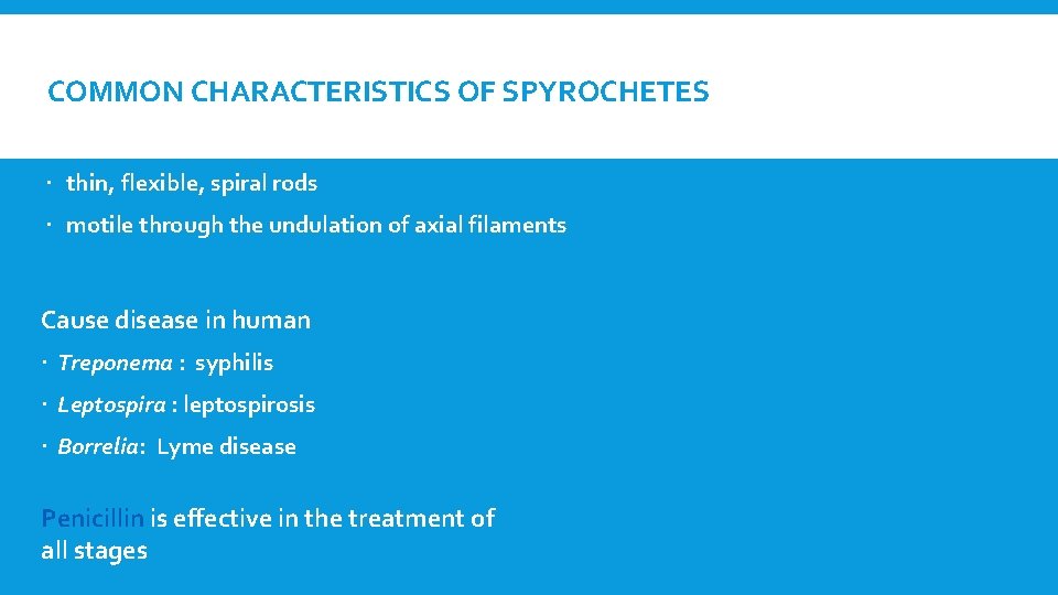 COMMON CHARACTERISTICS OF SPYROCHETES thin, flexible, spiral rods motile through the undulation of axial