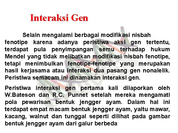 Interaksi Gen Selain mengalami berbagai modifikasi nisbah fenotipe karena adanya peristiwa aksi gen tertentu,