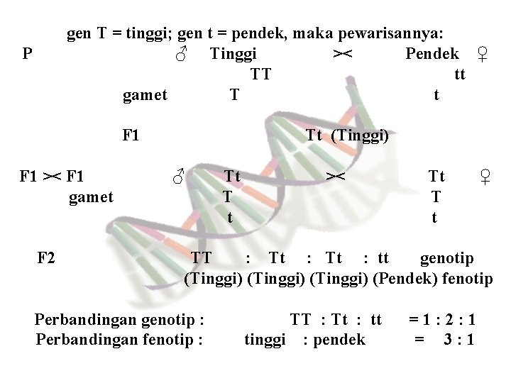 gen T = tinggi; gen t = pendek, maka pewarisannya: ♂ Tinggi >< Pendek