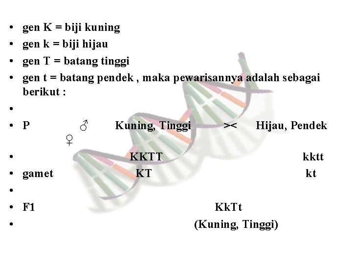  • • gen K = biji kuning gen k = biji hijau gen