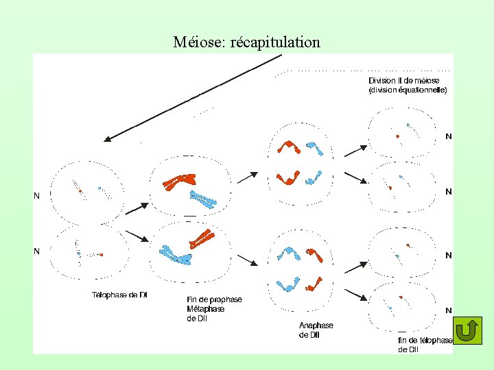 Méiose: récapitulation 