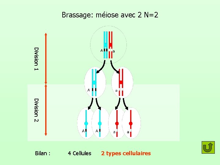 Brassage: méiose avec 2 N=2 Division 1 Division 2 Bilan : 4 Cellules 2
