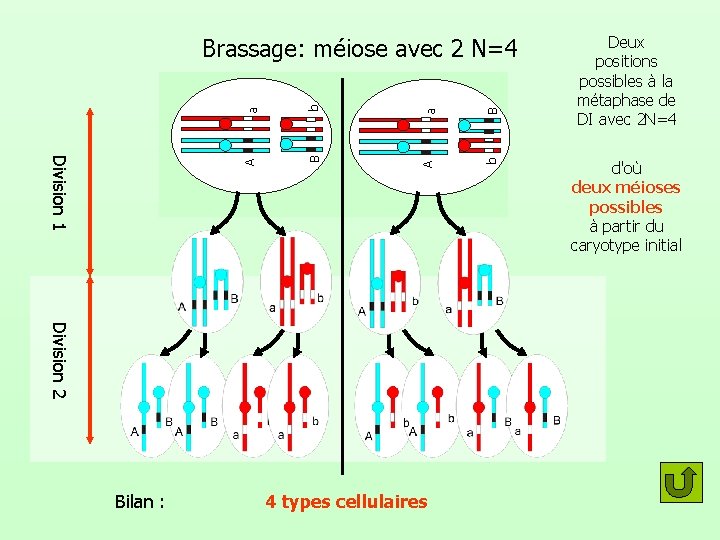 a B b b B A a Division 1 A Brassage: méiose avec 2