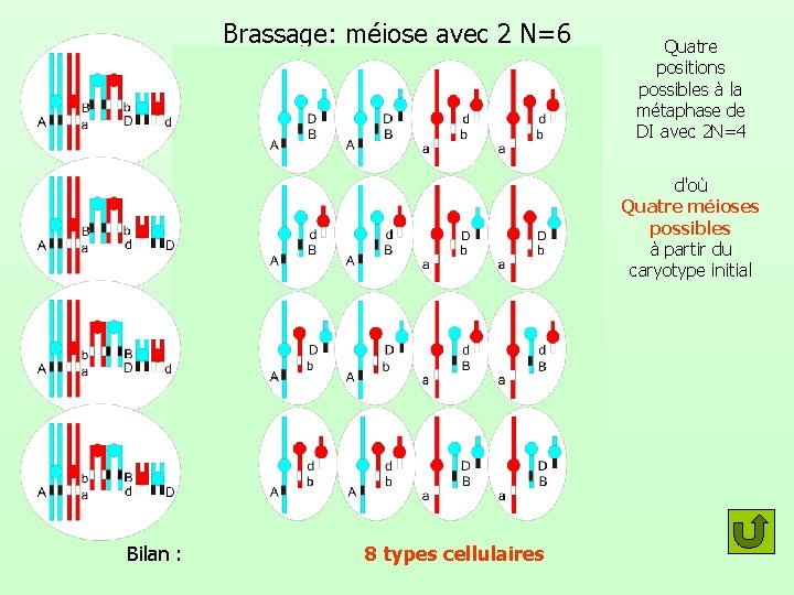 Brassage: méiose avec 2 N=6 Quatre positions possibles à la métaphase de DI avec