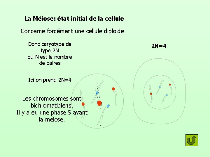 La Méiose: état initial de la cellule Concerne forcément une cellule diploïde Donc caryotype