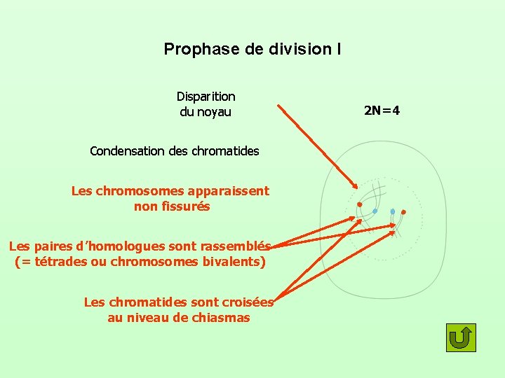 Prophase de division I Disparition du noyau Condensation des chromatides Les chromosomes apparaissent non