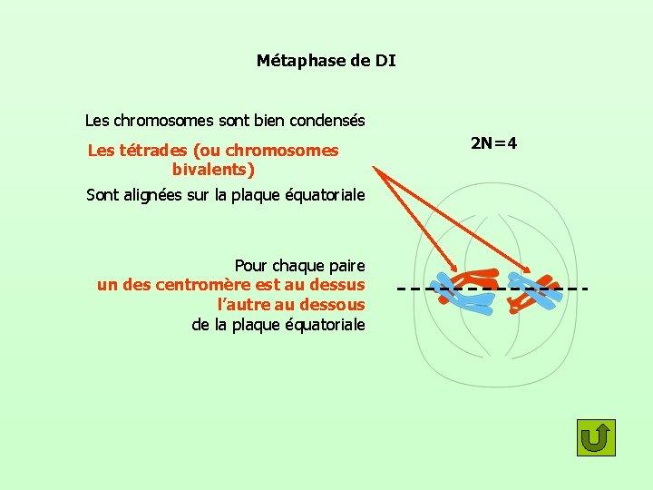 Métaphase de DI Les chromosomes sont bien condensés Les tétrades (ou chromosomes bivalents) Sont