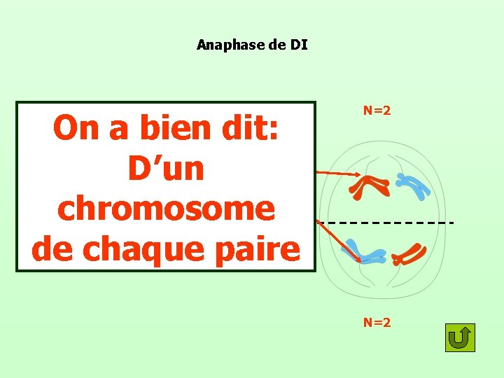 Anaphase de DI On a bien dit: D’un chromosome de chaque paire Il y