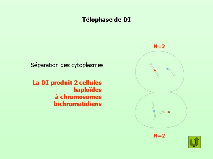 Télophase de DI N=2 Séparation des cytoplasmes La DI produit 2 cellules haploïdes à
