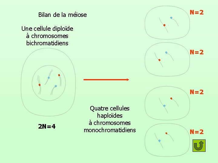 Bilan de la méiose N=2 Une cellule diploïde à chromosomes bichromatidiens N=2 2 N=4