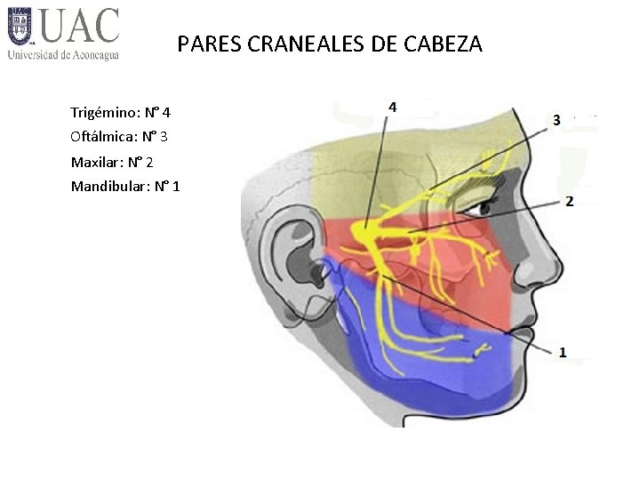 PARES CRANEALES DE CABEZA Trigémino: N° 4 Oftálmica: N° 3 Maxilar: N° 2 Mandibular: