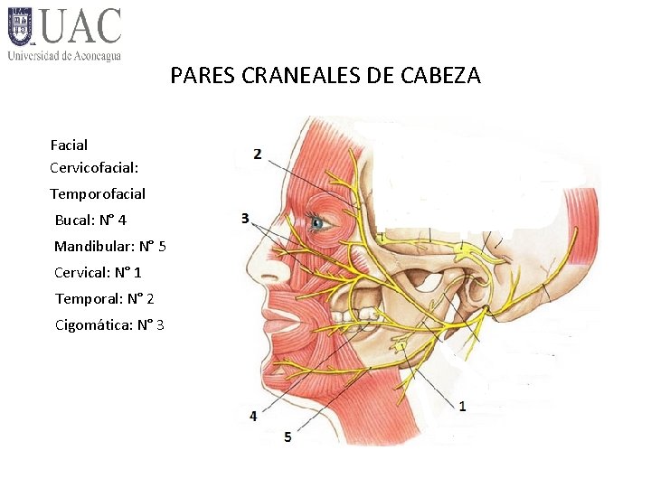 PARES CRANEALES DE CABEZA Facial Cervicofacial: Temporofacial Bucal: N° 4 Mandibular: N° 5 Cervical: